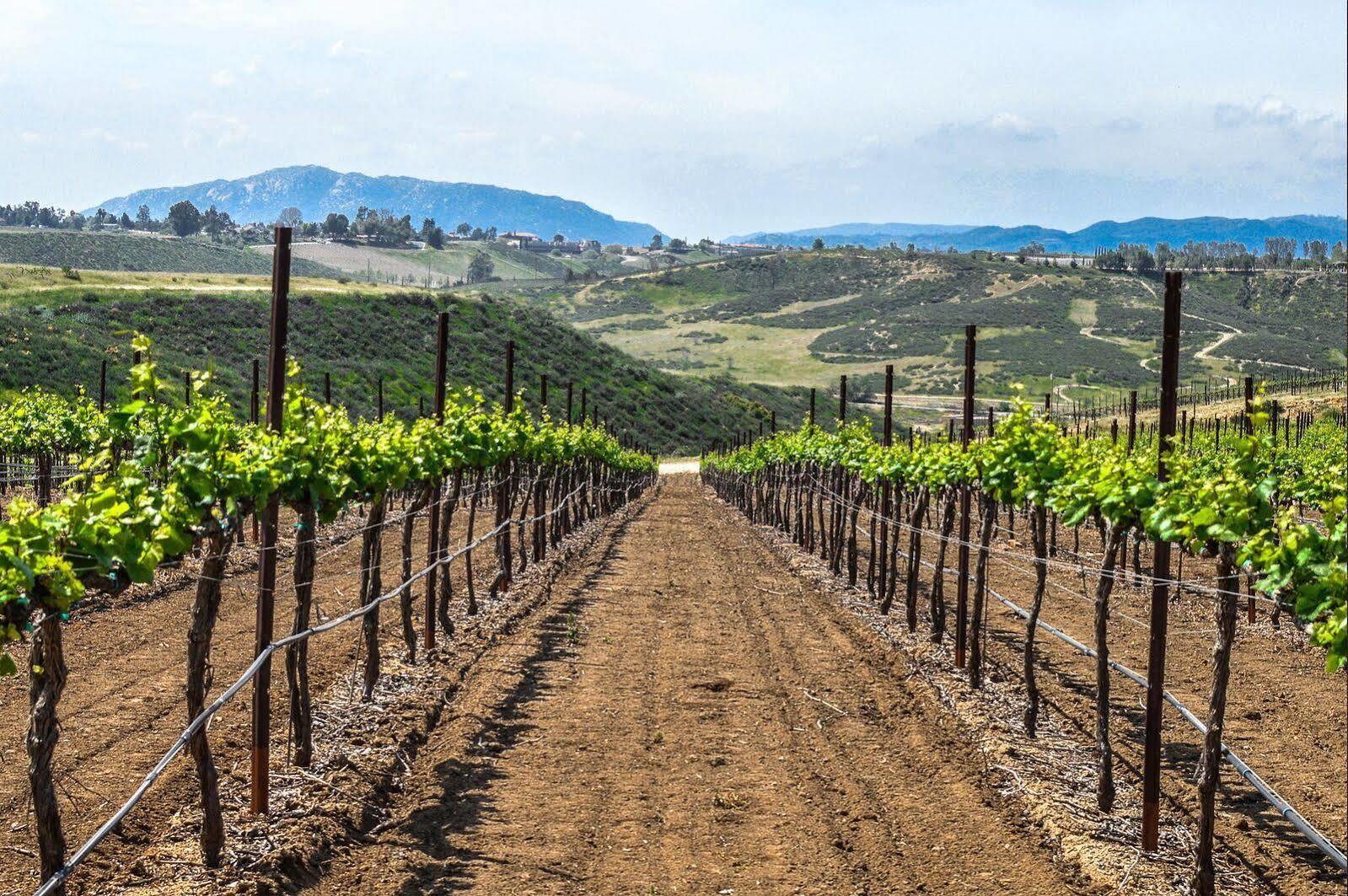 Carter Estate Winery And Resort Temecula Bagian luar foto